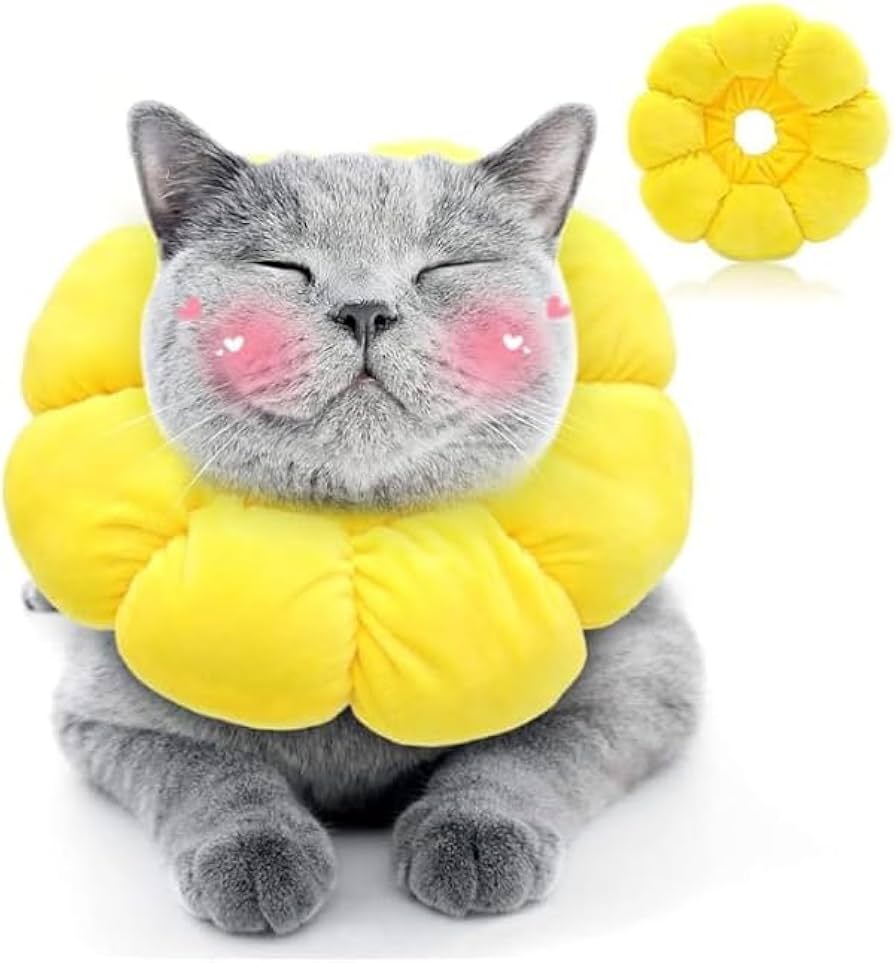 【中古】 転がる猫に苔は生えない/ソニー・ミュージックソリューションズ/ブルース・エリック・カプラン ほっくほくあずき 茹であがりまちた〜🫘 ⁡ おひとつ ど〜ぢょっ